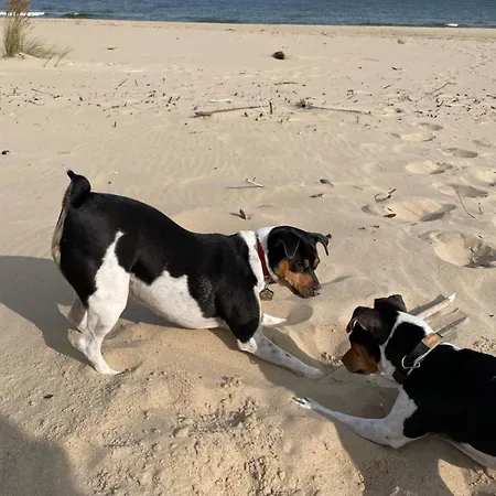 Silva Caloroczny Na Wyspie Sobieszewskiej