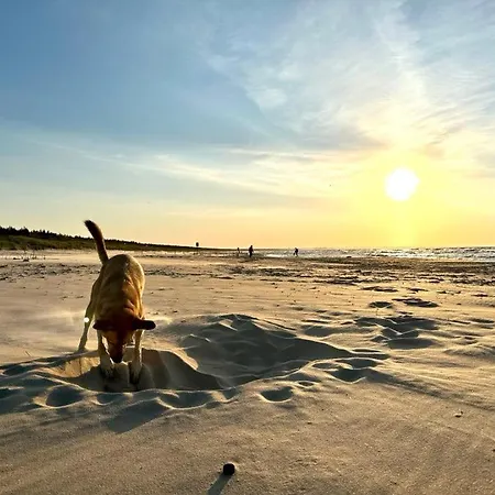 Silva Caloroczny Na Wyspie Sobieszewskiej