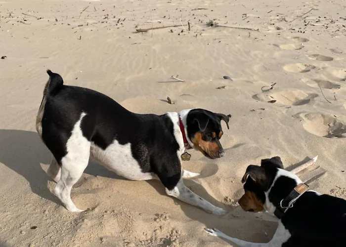 Silva Caloroczny Na Wyspie Sobieszewskiej