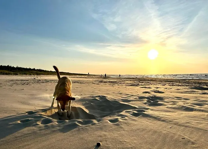Silva Caloroczny Na Wyspie Sobieszewskiej